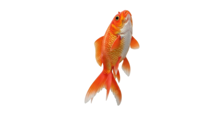 Isolated orange goldfish, swimming upwards, with a long flowing tail and silvery belly