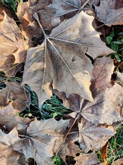 Frosted Autumn Leaf Closeup – Seasonal Transition from Fall to Winter