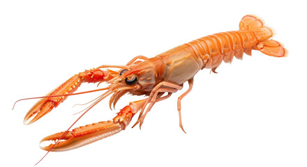 Isolated Norway Lobster Edible Seafood, Prawn Closeup, Fresh Food, Delicious, Healthy