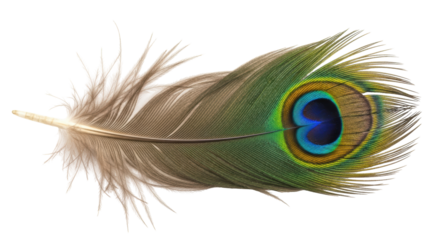 Isolated peacock feather with iridescent eye spot, vibrant green color gradient and texture