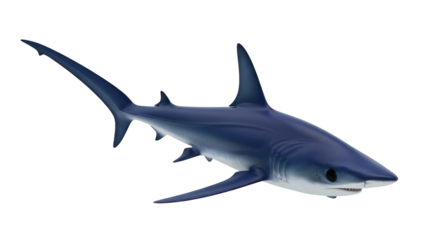 Isolated Blue shark swimming underwater predator in natural environment looking ferocious