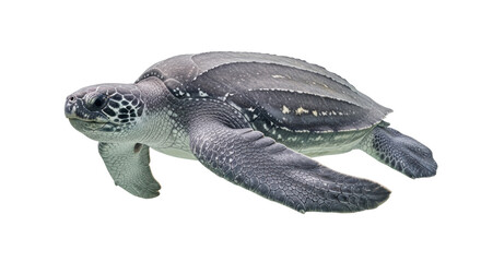 Isolated gray leatherback sea turtle with mottled skin swimming, reptilian marine animal