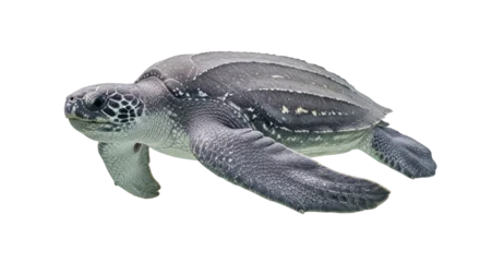 Rolgordijnen Schildpad Isolated gray leatherback sea turtle with mottled skin swimming, reptilian marine animal  © Andrei