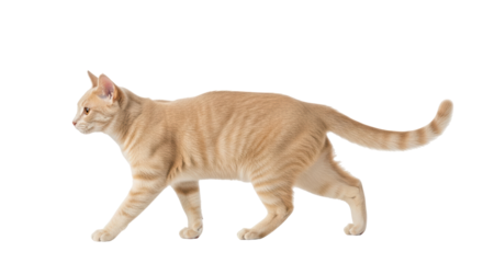 Isolated ginger tabby cat walking gracefully in profile against a clean neutral backdrop