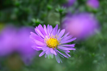Herbstaster