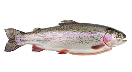 Isolated Rainbow Trout, a freshwater game fish native to North America, for cooking meal