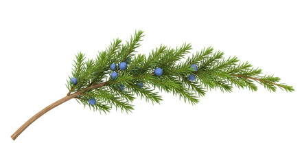Isolated sprig of juniper with berries, evergreen branch for Christmas decoration, woodland object