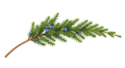 Isolated sprig of juniper with berries, evergreen branch for Christmas decoration, woodland object