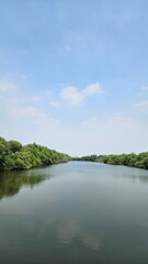 Photo of a mangrove forest where the river flows into the sea