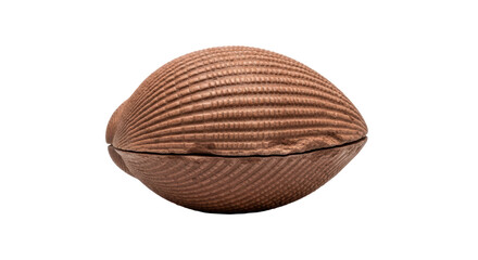 Isolated cockle shell on a seamless backdrop perfect for design or product presentation