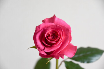 ピンクのばら