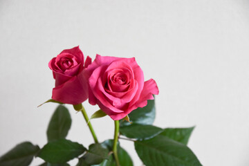ピンクのばら