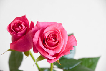 ピンクのばら