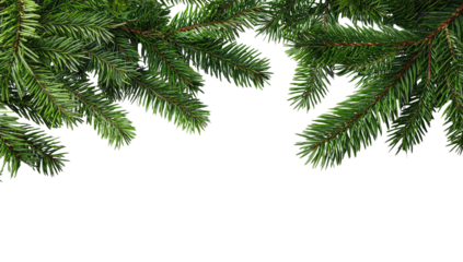 Close-up of vibrant green fir branches