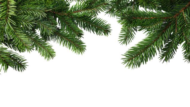 Close-up of vibrant green fir branches