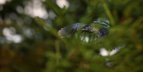Nucifraga caryocatactes sitting on a tree branch and resting.