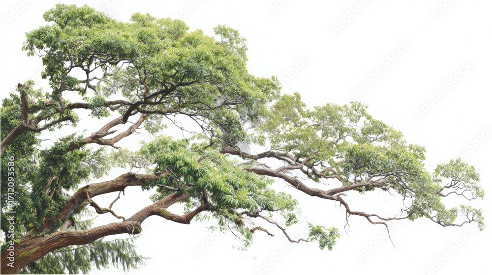 Wall mural tree branch with green leaves isolated on white background for architectural visualization and desig