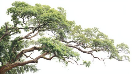 Tree Branch with Green Leaves Isolated on White Background for Architectural Visualization and Design