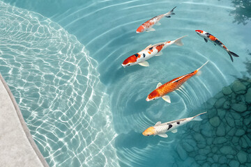 School of koi fish swimming in crystal clear pond