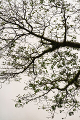 Giant rainforest trees covering the white  cloudy skies.