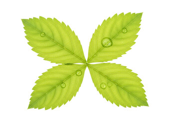 Isolated four fresh green leaves with water droplets against a clear background, beauty nature