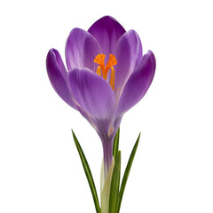 Naklejka premium Purple Crocus Flower on White Background