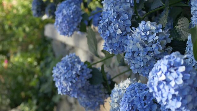 Lush blue hydrangea flowers bloom vividly in a sunlit park, offering a calming scene filled with vibrant colors and the tranquil beauty of nature in full summer glory. Stunning blue hydrangeas bloom