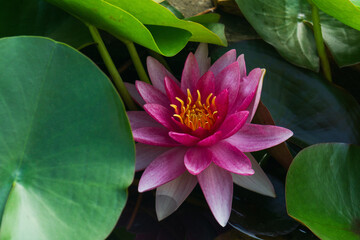 Beautiful pink flower blossoms in a serene pond among lush green leaves