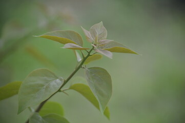 A close-up photograph of young brownish-green leaves growing on a slender branch, set against a smooth natural green background. The image highlights the beauty of fresh foliage, plant growth, and nat
