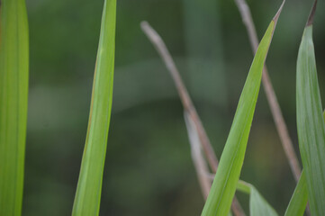 A close-up photograph of fresh green grass blades with a soft natural background. The image captures the simplicity and beauty of nature, symbolizing freshness, growth, and environmental balance.