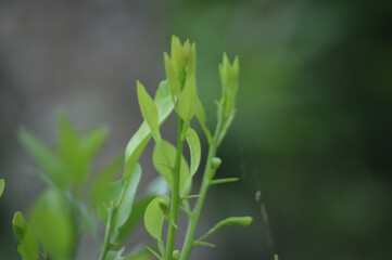 Close-up of Young Green Plant with Fresh Leaves and Thorns in Natural Background