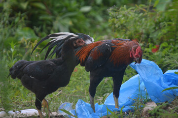 Close up of two free range roosters foraging on green grass field near plastic waste, rural countryside scene with farm chickens, environmental issue, domestic poultry and village agriculture concept