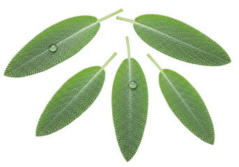 Isolated sage leaves arrangement, herb, garden, aromatherapy, cooking ingredient, culinary herb