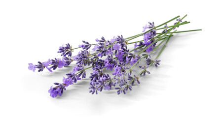 Lavender sprigs with purple flowers isolated. Lavender flowers on white.