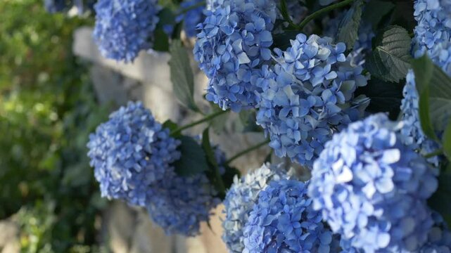 Vibrant blue hydrangea flowers flourish in a scenic park, creating a serene atmosphere that highlights the beauty of summer blooms and the tranquility of natural landscapes. Blue hydrangeas in bloom