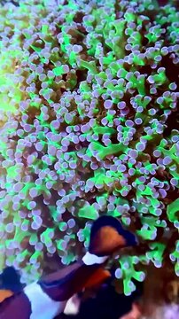 clownfish in an anemone, Nemo, Dory, corals