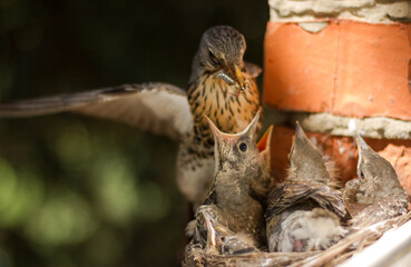 Fieldfare (Turdus pilaris) feeds chicks in the nest