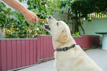 A Labrador retriever sitting outdoors and reaching for a chew treat from a person&rsquo;s hand