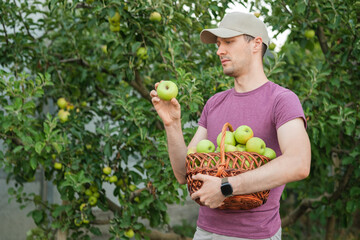 Horizontal medium shot of a man in a cap inspecting a green apple while holding a wicker basket full of apples in an orchard © Snizhana
