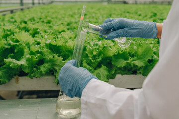 Scientist in lab coat, wearing blue gloves, is measuring liquid in graduated cylinder while surrounded by vibrant green lettuce plants in a greenhouse, showcasing agricultural research and innovation