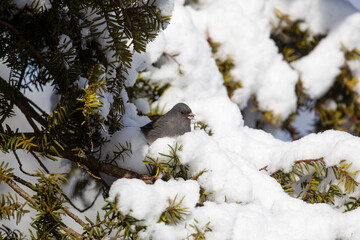Dark-eyed Junco