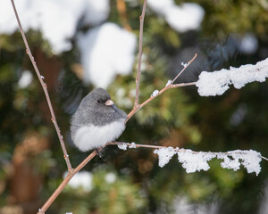Dark-eyed Junco