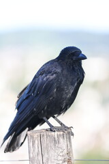 The black crow is a completely black bird with a greenish or purple tint in its plumage that sits on a wooden pole.