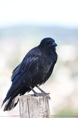 The black crow is a completely black bird with a greenish or purple tint in its plumage that sits on a wooden pole.