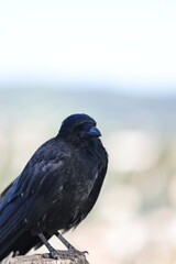 The black crow is a completely black bird with a greenish or purple tint in its plumage that sits on a wooden pole.