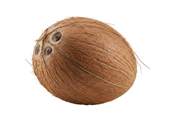 Isolated Rough coconut with visible pores, fibrous shell surface, edible tropical fruit