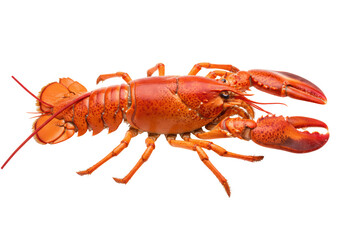 Isolated Cooked red lobster is laying flat, ready to eat as delicacy seafood dish meal