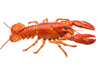 Isolated Cooked red lobster is laying flat, ready to eat as delicacy seafood dish meal