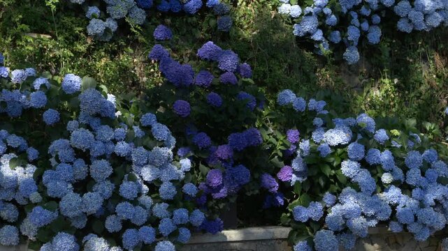 Blue and purple hydrangeas blooming in nature. Botanical beauty and romantic atmosphere. Perfect for nature, floristry, gardening, environment or travel content. Hydrangea bushes in a park in village