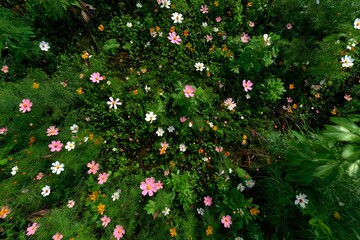 Vibrant Field of Wildflowers in Bloom Under Bright Sunlight